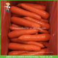 Shandong New Crop Carrot Fresh